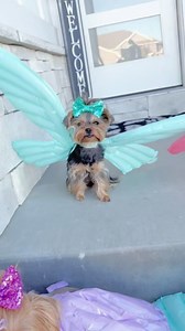 1.9K views · 191 reactions | Too cute to fly under the radar! 曆 31 days of Halloween: Day 19, Butterflies 曆 #31daysofhalloween #halloween #costume #halloweencostume #dogcostume #dogmom #dog #dogs #yorkie #utah #ut | The Utah Yorkies | Facebook