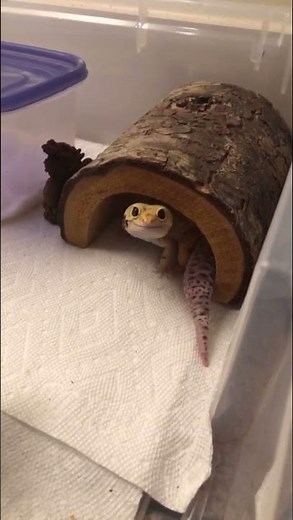 Cute Leopard Gecko Smiles 😊