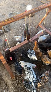 143K views · 3.2K reactions | I am extra, of course I had to build my chickens a swing set to play on Petsfit.us | Gulf Coast Cluckers | Facebook