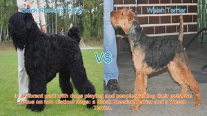 Comparing Black Russian Terrier and Welsh Terrier: Size, Temperament, and Health