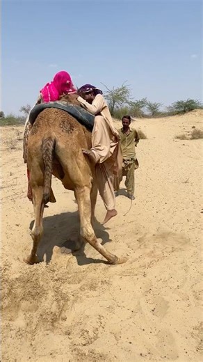 OMG! This Could Have Been Worse 😬 #shortsfeed #camellife #animals
