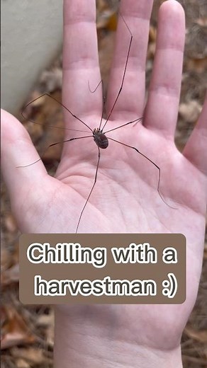 Holding a Harvestman! #nature