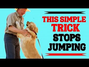 Stop Your Dog From Jumping on People (Proven Training Method)