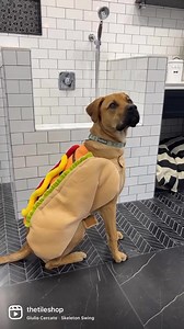 1.2K views · 24 reactions | Happy Halloween from a few of our Tile Shop pets  | The Tile Shop | Facebook