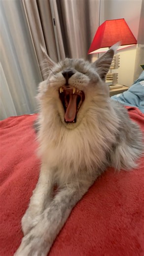 Maine Coon👑#funnyshorts #cat #funnyvideo #cute #kitten #mainecoon #animals #funny #cutecat #pets