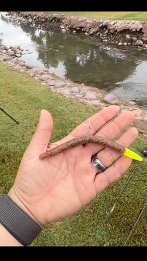 Skipping Senkos Under the Road #fishing #arizonafishing | Thefishinmagician2.0