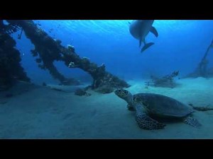 Aquatic Ambiance VGM Remix - HD