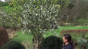 Descubre el Poncirus trifoliata, el cítrico resistente al frío