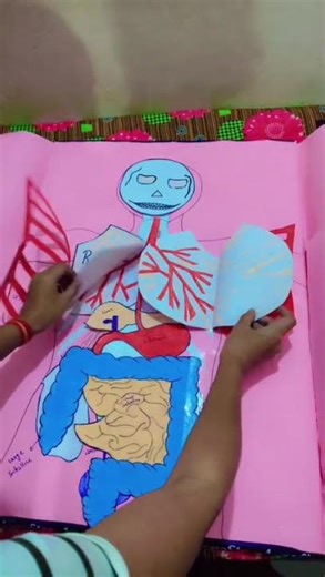 Human body parts & system @ science exhibition #