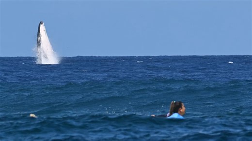 Big Humpback Whale Makes Surprise Appearance In Tahiti With Olympic Surfers Nearby