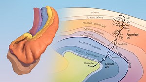 Morphology of Memory: The Anatomy of the Human Hippocampus
