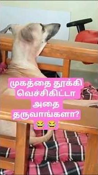 Can Dogs Eat Cheese? Benefits, Safe Types, Dosage and Side Effects