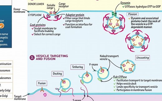 Vesicles formation and fusion in the endomembrane system 内膜系统中囊泡的形成与融合