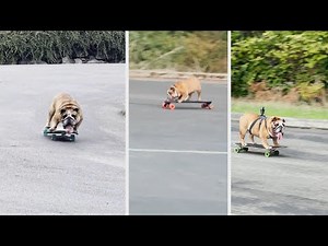 This Viral Sensation Pup Knows How to Skateboard
