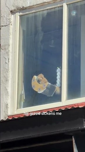 @gmellofly_: bingus bingus #cat #catlover #kitty