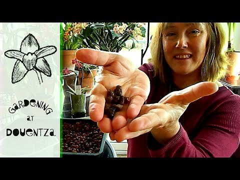 Orchid Growing for Complete Beginners