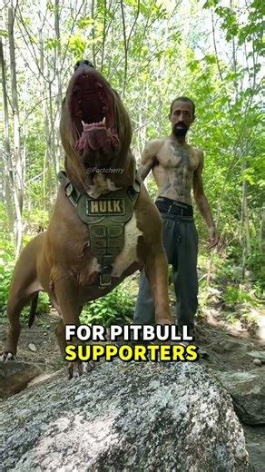 Pitbull Faces Alabai — Who Survives? 😱 #pitbull #alabai #dog