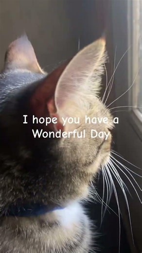 Hi! Friend are you feeling ok? #viral #cat #catshorts #shorts #shortvideo #cute #cutecat