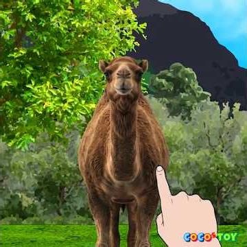 Which animal stores water in its body?⭐ #shorts ㅣanimals quiz for kids ㅣCoCosToy