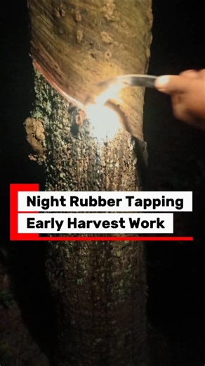 Rubber Tapping at Night: The Real Daily Routine