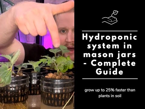 Hydroponic system in mason jars - Complete Guide