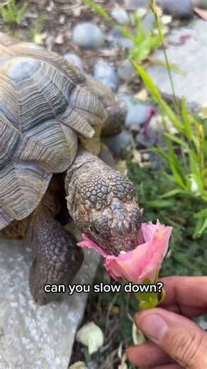 Tortoise gardening with 🐢 #EspomaPartner⁣ ⁣ For the next few months I’ll be taking care of George