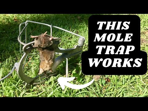 Nash Choker Loop Mole Trap