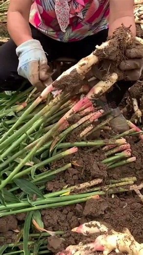 Satisfying Fresh Ginger Root Harvest & Cleaning