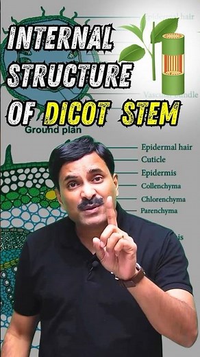 Internal Structure of Dicot Stem #neetbiology #neet #neet2025