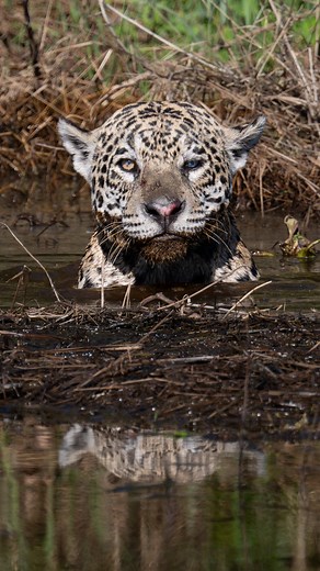 A Onça-Pintada: Caçadora Silenciosa no Pantanal