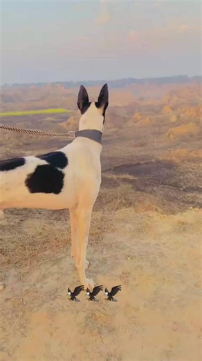 hunting club #foryou @👈شوق گجراں دا🔝🔥 @hammadgujjar @Hunting Dog,s🔥 @M Umair