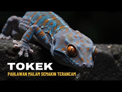 Geckos: The Declining Heroes of the Night, Struggling on the Verge of Extinction