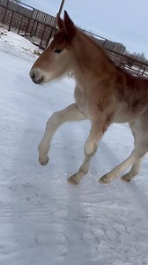Our first foal of the year, born January 6. A stud foal by Ry-Mar Master Sheldon out of Riverglen's Ruby (RKD Asset daughter) | N-er-Gee Belgians