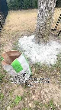 A natural & pet-safe way to get rid of ants in your yard 🐜🙅🏼‍♀️🐶 Food Grade Diatomaceous Earth ✨