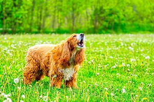 7 types of dog barks and what they mean