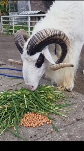 Surah A-L Fatiha #Quran #Islamic #Tilawat #Viral #IslamicVideos #Shorts #Reels #Trending 🤲✨