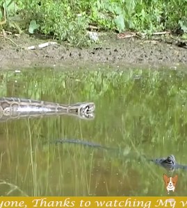 battle between two swamp monsters worth watching | Amazing Video 7