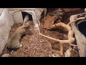 2023-05-06 Feeding my burm - live feeding rabbits (1/2) - full - scream WARNING