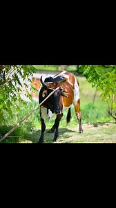 RIP Bhekabakubo "Beekay" Mchunu | Cevuzile