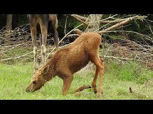 ヘラジカの脚長赤ちゃんの草の食べ方 Eurasian elk baby 2016 0725