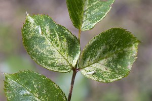 Rose Leafhoppers: Everything To Combat The Pest Naturally