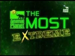 Animal Planet Ao Extremo - Os Mais Velozes - Documentário Completo - Dublado - PT BR