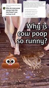 2.3K views · 26 reactions | Let’s talk about cow  and why it’s so runny. The consistency is dependent on water and fiber content, type of feed, and passage rate. #dairy #beef #cow #poop #manure #runnypoop #poo #cowpie #vet #dairydoc #dairykind | Dairy Doc | Facebook