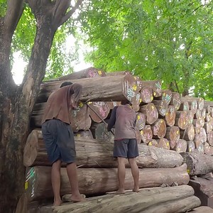 managing logs | Sawmill & Woodworking