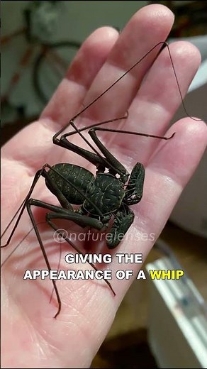 Tailless Whip Scorpion | The Most Bizarre Creature