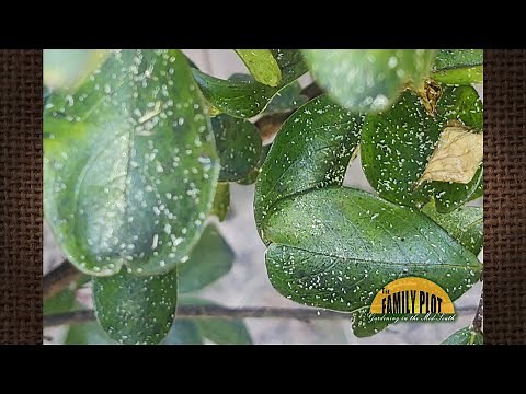 Q&A – What are these white specks on my crape myrtle’s leaves?