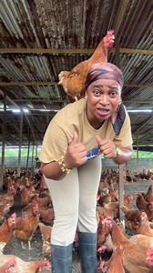 #poulet #elevage #pondeuse | Vivre-Volaille