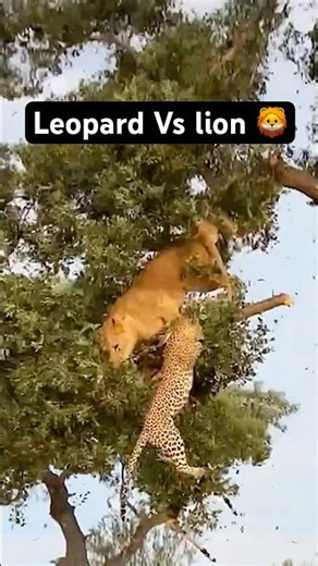 Lioness Vs leopard Fight on tree #lioness #leopard #wildlife