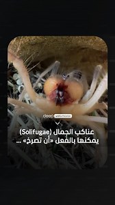 اتّضح أن عناكب الجِمال (Solifugae) يمكنها بالفعل «أن تصرخ» فعندما تصبح عدوانية، تحتك فكوكها القوية ببعضها البعض، مُصدِرةً صوتًا حادًا ومخيفًا يشبه الصرير أو الصراخ. ولا يقتصر الأمر على ذلك؛ إذ يمكنها بسهولة اختراق الجلد بعضّتها، كما تتميّز بسرعة مذهلة، حيث تستطيع الجري بسرعة تصل إلى 15 كيلومترًا في الساعة. | Deep web Maroc