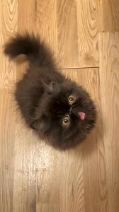 Diving deep in the sauce 😂 | Cats Videos